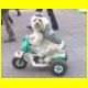 Polizei-Hund auf Motorrad.html